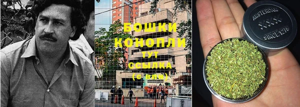 шишки Новодвинск